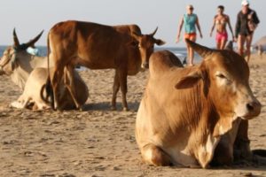 A cow ate my hat…no seriously Grandad!